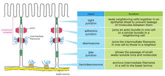 In vertebrate embryos, for example, cells from the neural crest break away from the epithelial neural tube , of which they are initially a part, and migrate along specific paths to many other. Animal Tissues Biology4isc