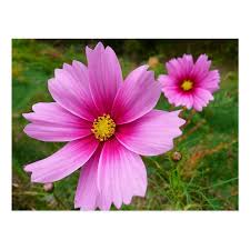 Pink Cosmos Flowers Wildflower Postcard Zazzle Com Cosmos Flowers Flower Wallpaper Flowers