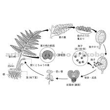 Web教材イラスト図版工房 R C2m 種子をつくらない植物のなかま イヌワラビ