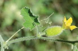 Image result for Cucumis aculeatus