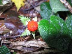 Image result for Rubus pinnatus