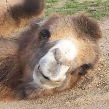 Putting his head up is a sign of dominance and putting his ears forward is meant to intimidate and let. Help Us On Our Camel Llama Farm In A Village Outside Frankfurt Germany
