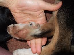 Do these little hints help you get an idea about what's the original purpose of the dog's carpal pads? Dewclaw Wikipedia