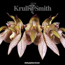 Image result for Bulbophyllum X chikukwa