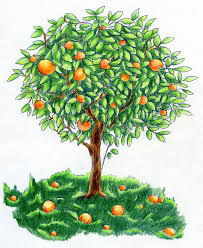 We did not find results for: Orange Tree Bright Colored Orange Tree With Big Ripe Fruits On It S Branches D Ad Colored Orange Tree Drawing Tree Drawings Pencil Tree Illustration