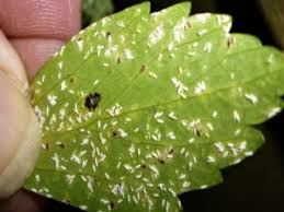 Image result for Euonymus Scale