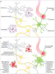 Check spelling or type a new query. Frontiers Therapeutic Inhibition Of The Complement System In Diseases Of The Central Nervous System Immunology