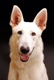 White Shepherd By Walter Chacon 500px White Shepherd Dogs Black German Shepherd Dog