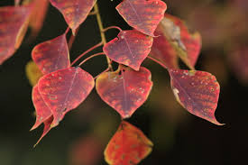 Image result for Sapium