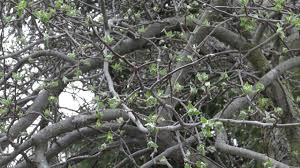 A well pruned tree is easier to maintain and to harvest, and adds esthetic value to the home garden as well, but the primary reason for pruning is to ensure good access to sunlight. Pruning A Mighty Ugly Apple Tree Youtube