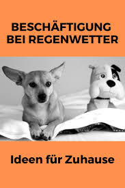 Wie kann ich meinen hund sinnvoll zuhause beschäftigen?. Mochtest Du Deinen Hund Bei Regenwetter Zuhause Beschaftigen Und Auslasten Hier Findest Du Tolle Ideen Fur Spiele Mi Regenwetter Beschaftigung Fur Hunde Hunde