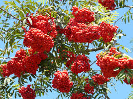 Aus diesem grund sind viele regional. Die Eberesche Sorbus Aucuparia Drechslermagazin