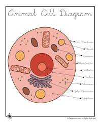 Animal Cell Diagram Woo Jr Kids Activities Children S Publishing Cell Diagram Animal Cell Plant And Animal Cells