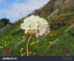 Image result for Disa welwitschii