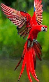 Green Bird With Red Ring Around Neck Pin On Birds