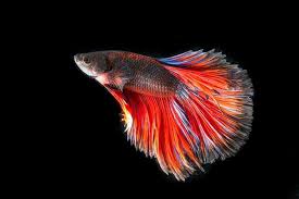Tafsir Mimpi Ikan Pernah Bermimpi Melihat Ikan Hias Ini Maknanya Semua Halaman Sonora Id