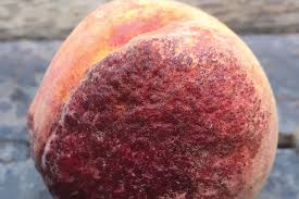 Peach leaf curl causes leaves of peaches and nectarines to discolor, pucker, distort, and eventually fall off. Peach Leaf Curl Is One Scary Disease Growing Produce