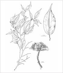 Image result for Octolepis decalepis