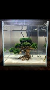 Aquascape Balls Tree With Lossaquascape Tree With Loss Balls Fresh Water Fish Tank Fish Aquarium Decorations Aquarium Fish Tank