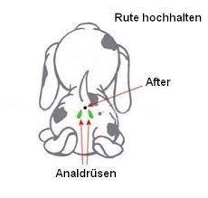 analdruesen hund und katze meerschweinchen katzen