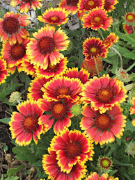 This is a perennial that has bright orange flowers that will attract butterflies and other pollinators to your garden space. 25 Top Easy Care Plants For Midwest Gardens Midwest Living