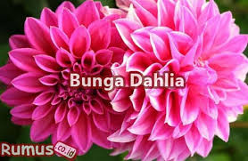 Check spelling or type a new query. Nama Latin Tumbuhan Gambar Lengkap 100 Macam Tumbuhan