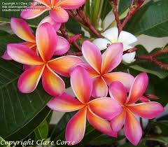 Full Size Picture Of Plumeria Typhoon Plumeria Rubra Plumeria Flowers Sympathy Flowers Flower Garden Plants