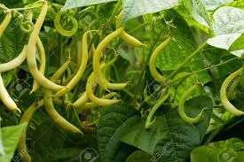 Sow lima beans in the garden 3 to 4 weeks after the average date of the last frost in spring when the soil temperature has warmed to 65°f (18°c) or more for at least 5 days and daytime temperatures are consistently warm. Butter Beans Vegetable Garden Plant Stock Photo Picture And Royalty Free Image Image 15163720