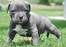 Chó pitbull có gì đặc biệt mà được mệnh danh là chúa tể của những dong chó chọi. Cho Pitbull Cháº¿ Ä'á»™ Dinh DÆ°á»¡ng Va Ä'áº·c Ä'iá»ƒm Cho Pitbull