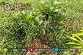 Biji benih bibit tanaman langka rumput purba dinosaurusrp55.000: Harga Bibit Sawo Mamey Sapote Linkedin