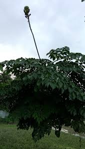 Image result for Rytigynia sp. M