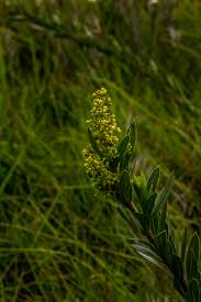 Image result for Helixanthera woodii