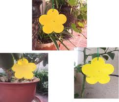 We did not find results for: Arttwo 18 Pack Dual Yellow Sticky Traps In Flower Shaped For Flying Plant Insect Like Fungus Gnats Aphids Whiteflies Leafminers Included 3pcs Supporting Poles And 15pcs Twist Ties Unknown Buy Online In Papua