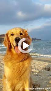 hairless cat breeds golden retriever kopek kobe