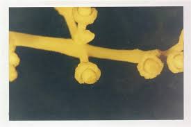 Image result for Pentarhopalopilia