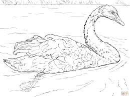 Check spelling or type a new query. Black Swan Coloring Page Free Printable Coloring Pages Coloring Home