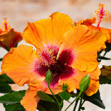 Image result for Hibiscus engleri