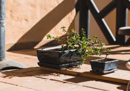 The reason for deterioration of the bonsai could either be if your bonsai appears dry and brittle, you'll need to determine whether you are under or overwatering the plant. Bonsai Leaves Turning Yellow 5 Reasons Why This Happens Plantophiles