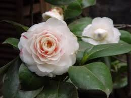 The white flower that is shown is epiphyllum oxypetalum and not sassurea obvallata. State Flowers List