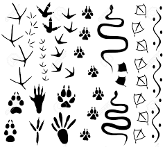 Animal Paw Tracks