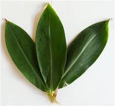 Image result for Costus