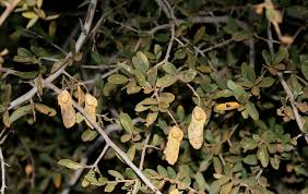 Image result for Securidaca longepedunculata