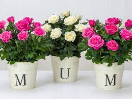 From only £9.99 if you want to impress mum without breaking the bank, teleflorist has some of the cheapest blooms of them all. Best Mother S Day Flowers 2019 Last Minute Flower Delivery Deals For This Sunday Mirror Online