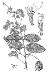 Image result for Combretum fuscum