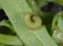Spodoptera-Caradrina-exiqua ile ilgili gÃ¶rsel sonucu