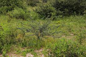 Image result for Acacia mellifera