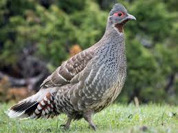 Image result for Monanthotaxis trichocarpa