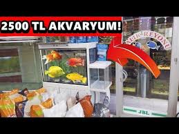 Dev Japon Baliklari Aldim Yeni Baliklarim Youtube