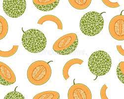 Seamless Pattern Of Fresh Cantaloupe Melon Isolated On White Background Vector Illustration Stock Photography Cantaloupe And Melon Melon Cantaloupe Drawing