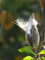Milkweed seeds can be planted in prepared beds outdoors or started indoors in flats. Milkweed 2016 The 21st Century Matriarch